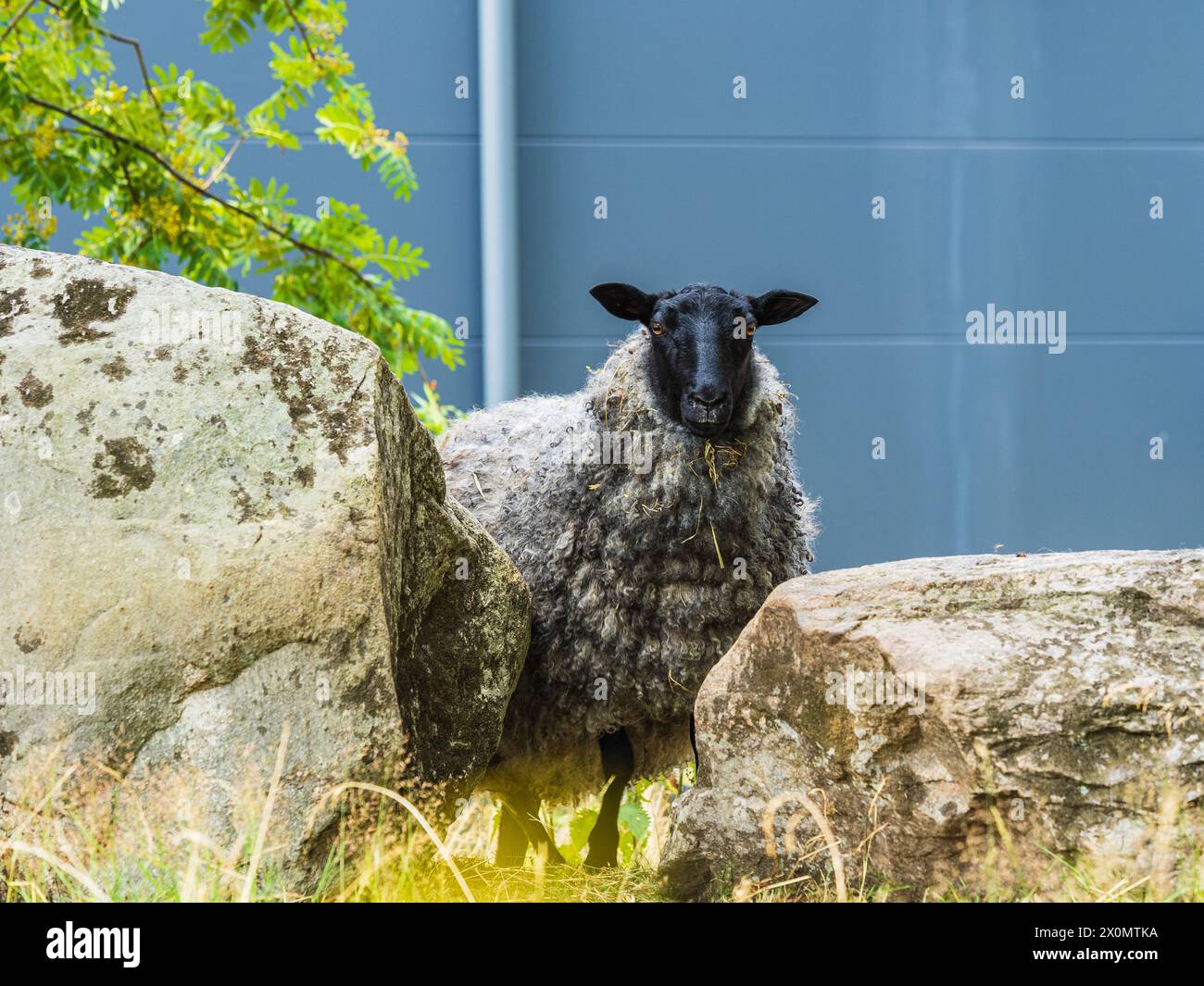 Si vede una pecora in piedi accanto a grandi rocce in un vasto campo. L'animale sembra calmo ed è circondato dal terreno roccioso sotto un cielo limpido. Foto Stock