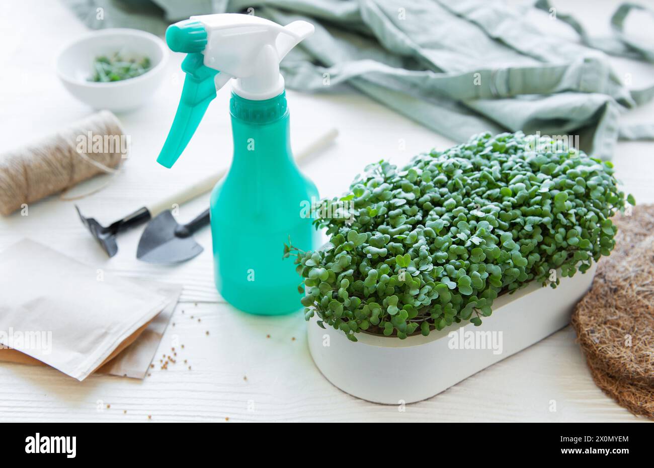 Coltivare microgreen a casa. Attrezzi e semi per la coltivazione di microgreen e un vassoio di microgreen a ravanello. Concetto di alimentazione sana. Foto Stock