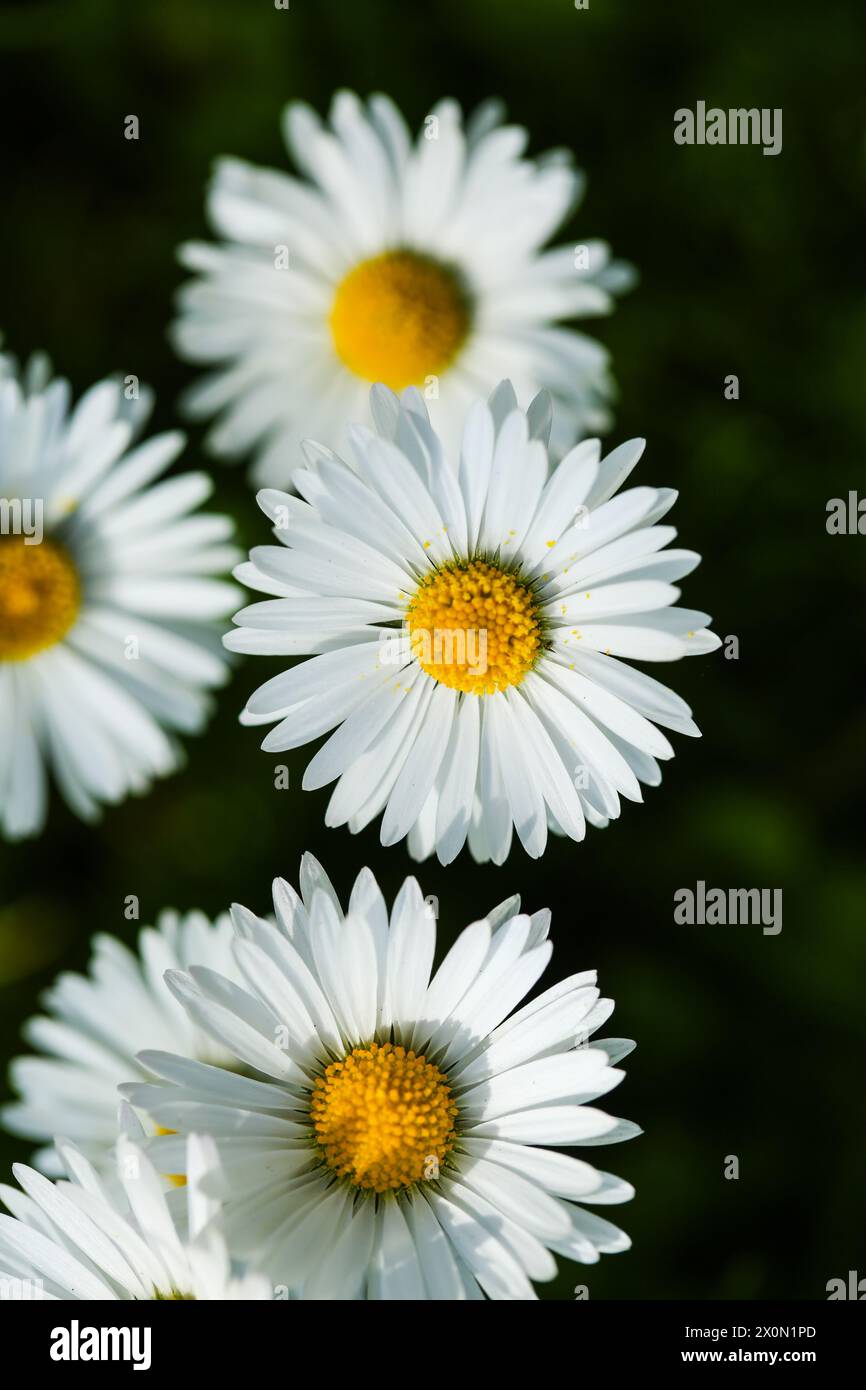 daisy in giardino, pianta Foto Stock