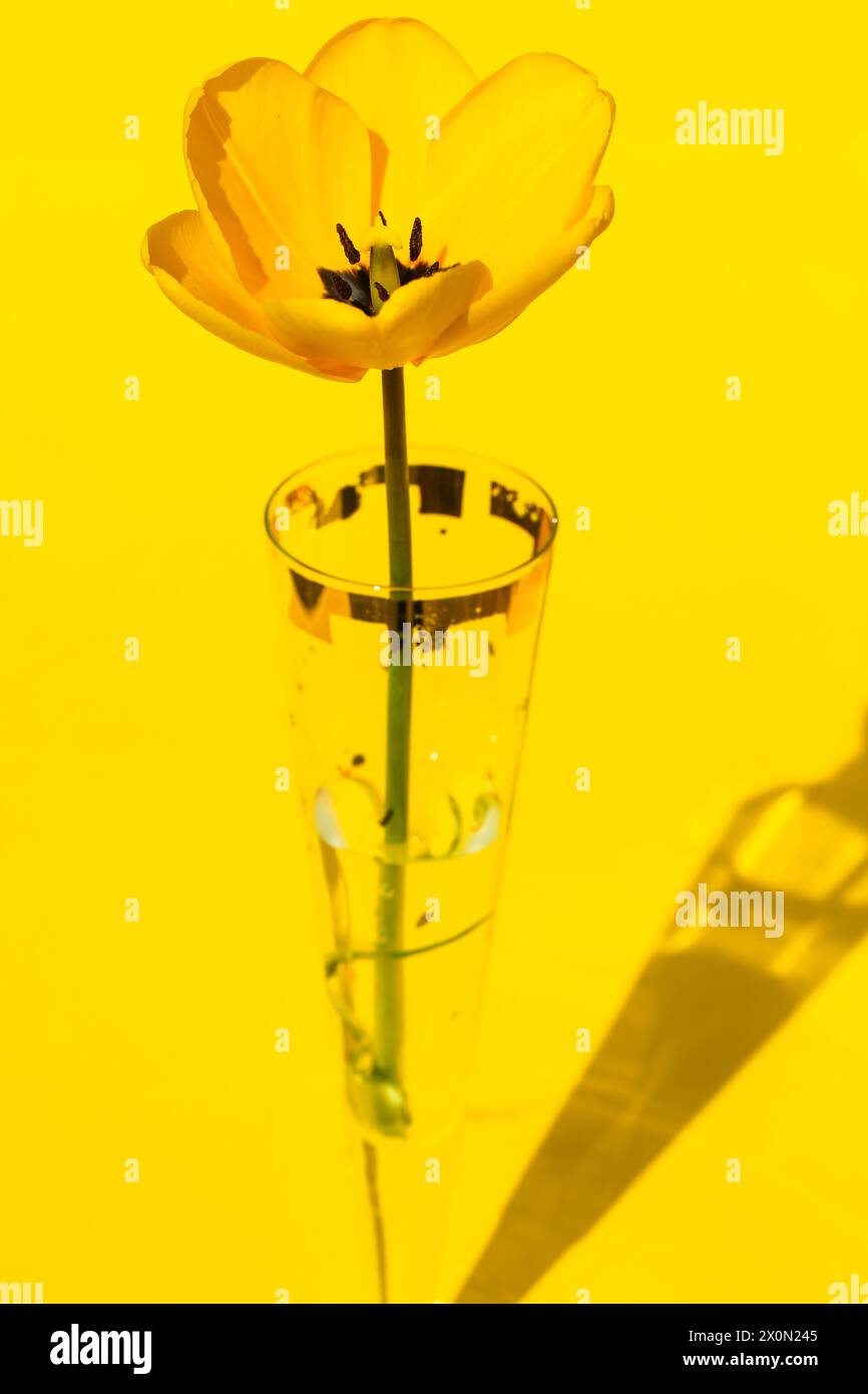 tulipano giallo in vaso su sfondo giallo Foto Stock