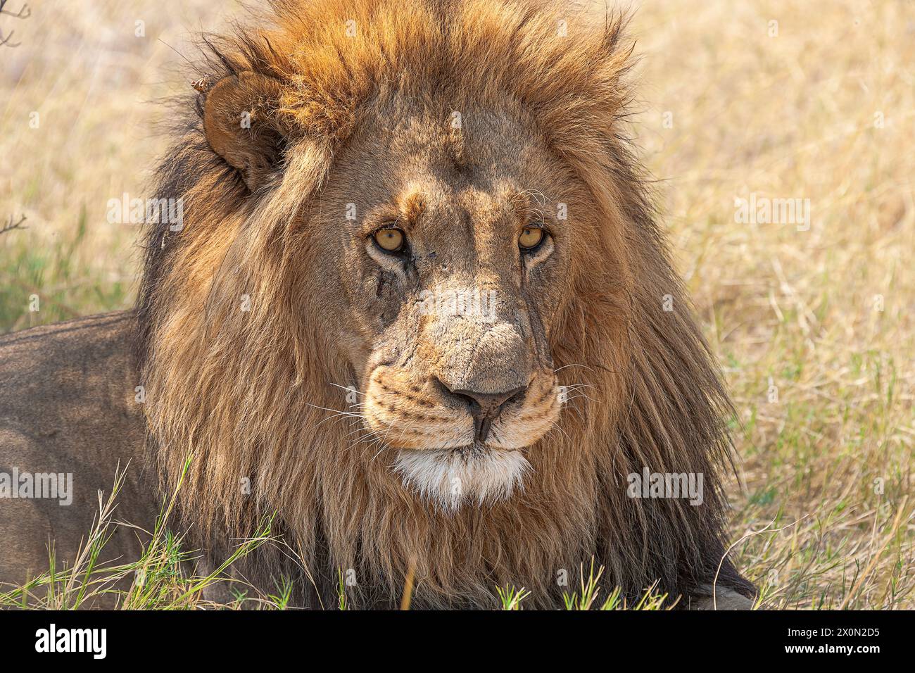 Il leone riposa nei caldi giorni dell'estate meridionale Foto Stock