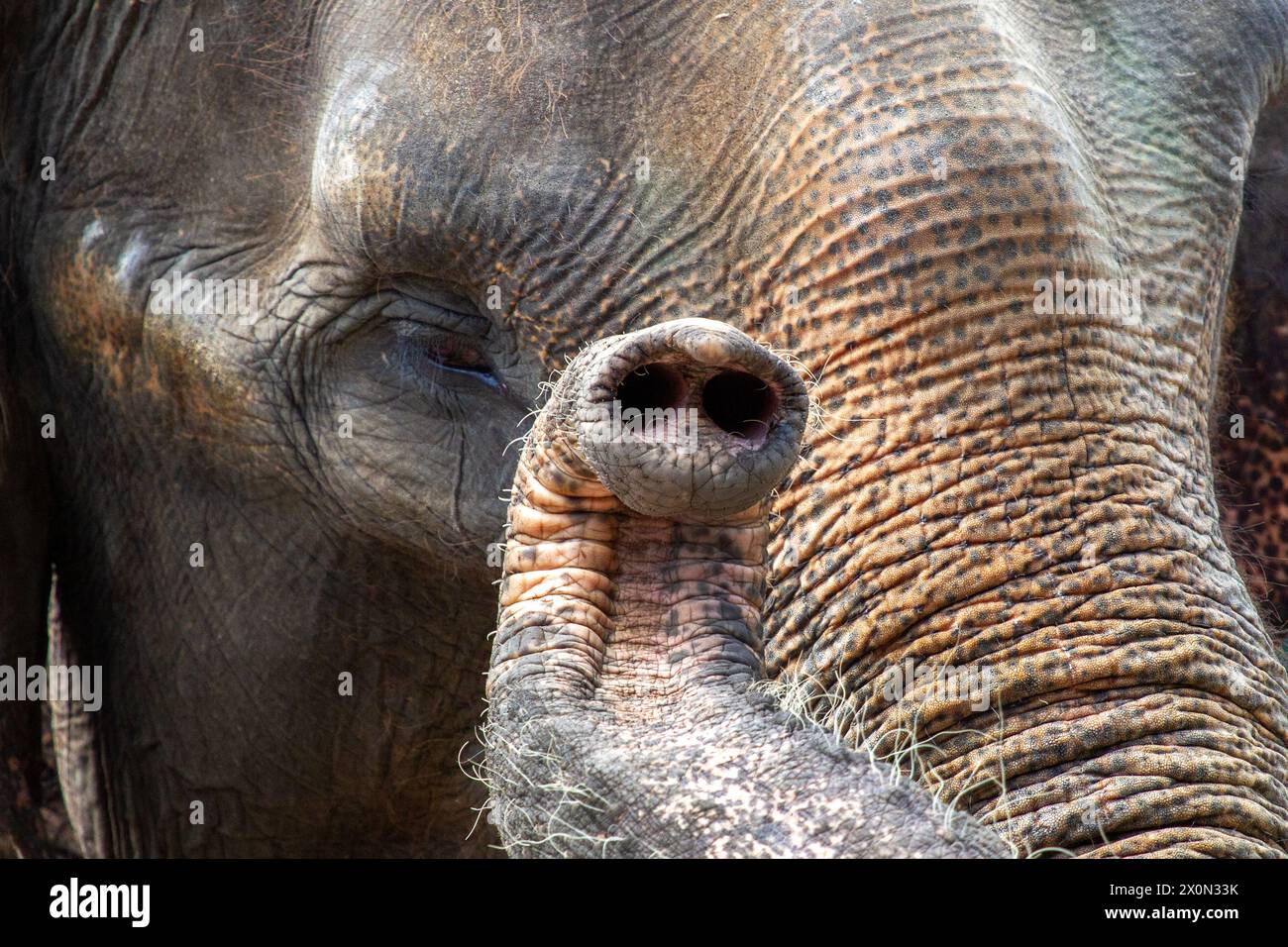 Il tronco di un elefante funziona per respirare, bere, raccogliere cibo e odorare. Foto Stock