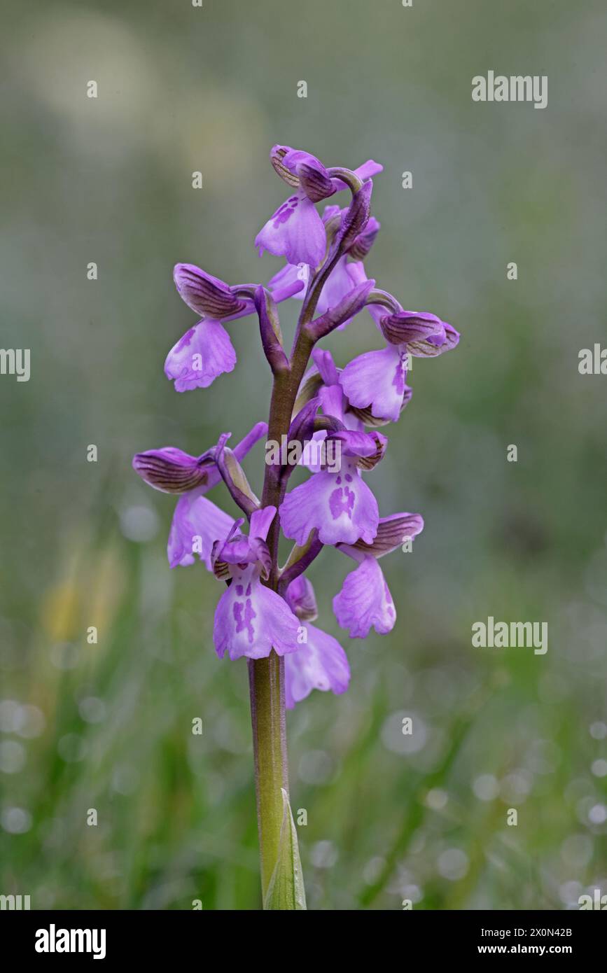 Orchidea verde che fiorisce nel Gloucestershire Foto Stock