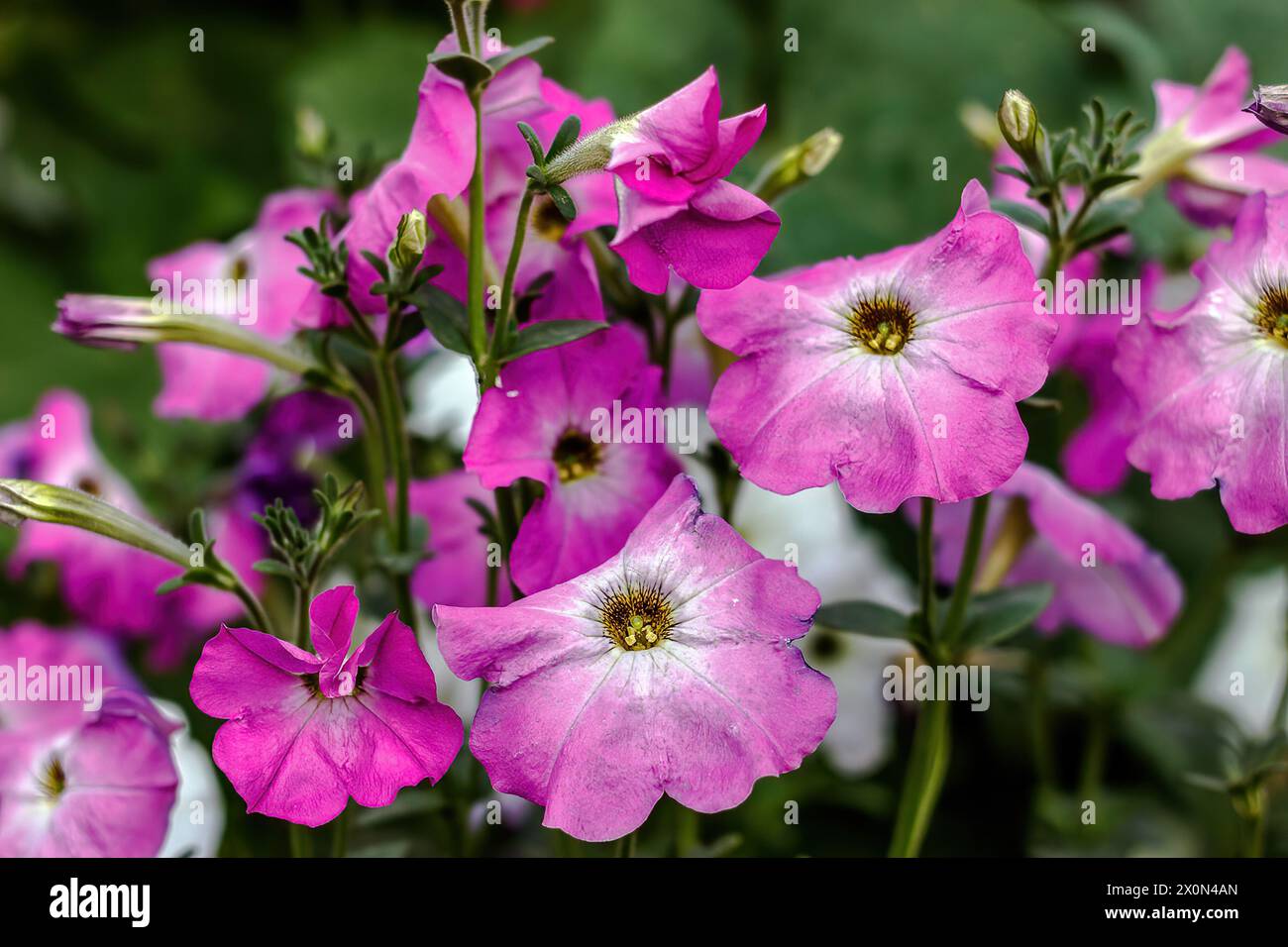 Fiori colorati nei parchi costieri di al Khobar, Arabia Saudita - vista sul campo. Foto Stock