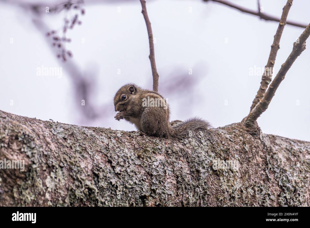 Scoiattolo sottile su un ramo di un albero tra le montagne del Taiwan.jpg Foto Stock