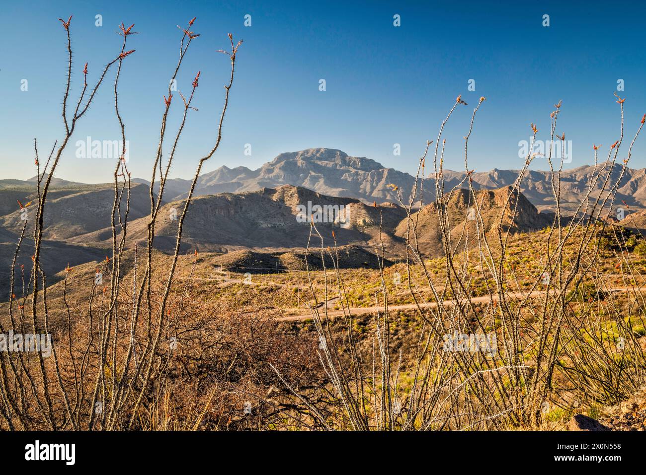 Ocotillos, Chinati Peak, Chinati Mountains, Future State Park, alba, oltre Pinto Canyon, Pinto Canyon Road, Big Bend Country, Texas, Stati Uniti Foto Stock