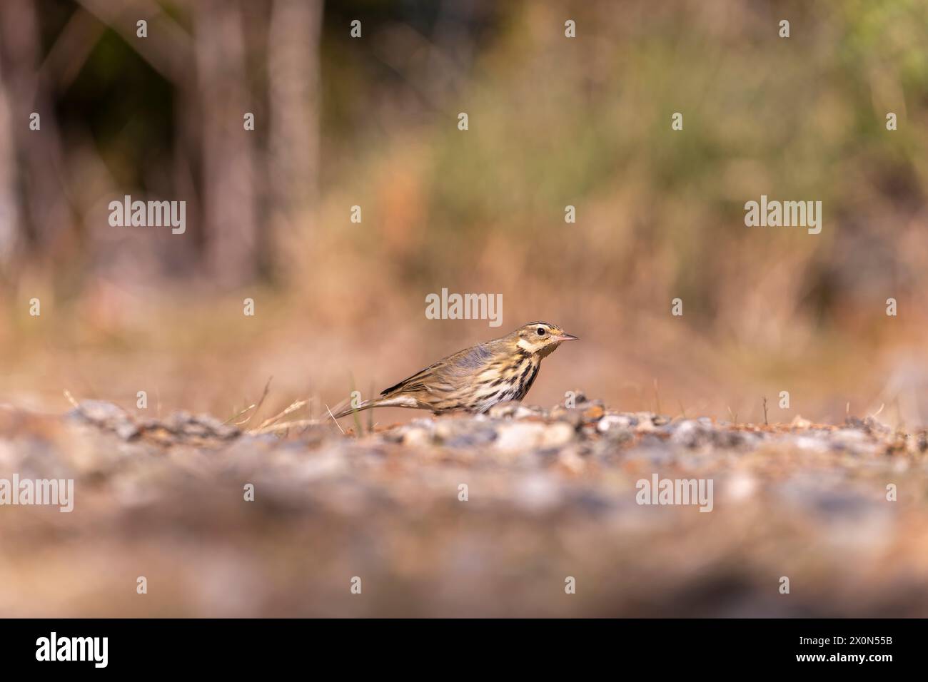 Pipito a dorso di oliva sul terreno nella foresta di Taiwan Foto Stock