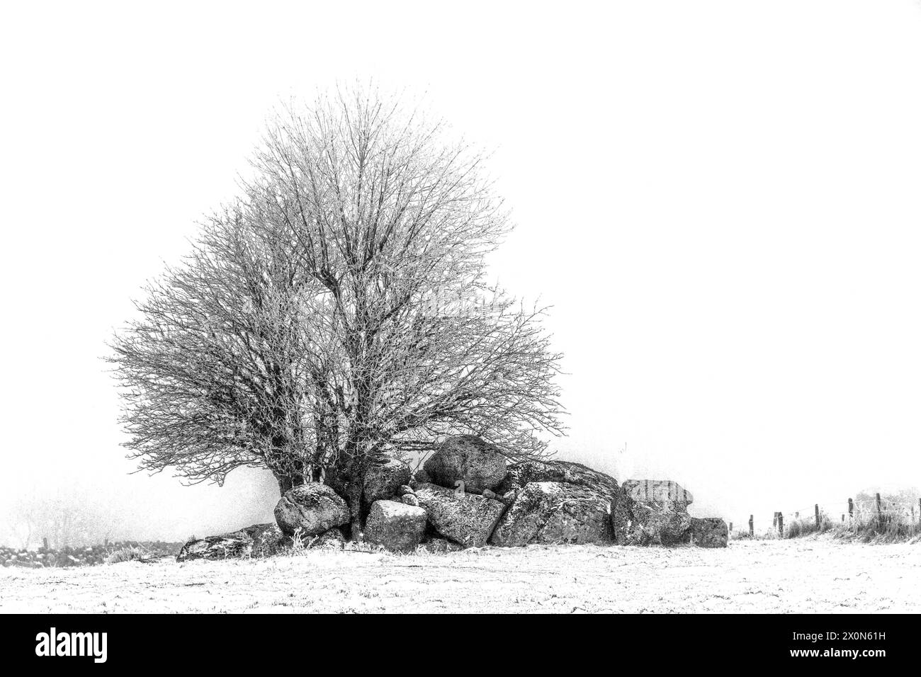 Due alberi circondati da rocce in un paesaggio innevato. Altopiano di Aubrac. Occitanie. Francia Foto Stock