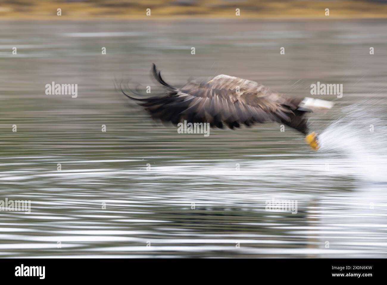 Aquila dalla coda bianca (Haliaeetus albicilla) a caccia di pesce sui fiordi norvegesi Foto Stock