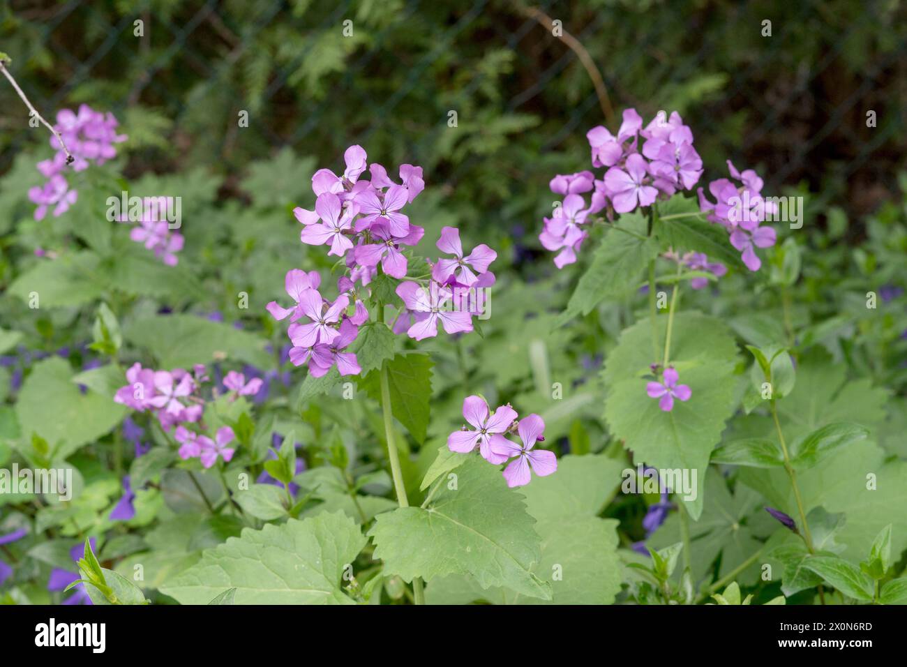 Talleri d'argento in fiore viola, viola luna in primavera Foto Stock