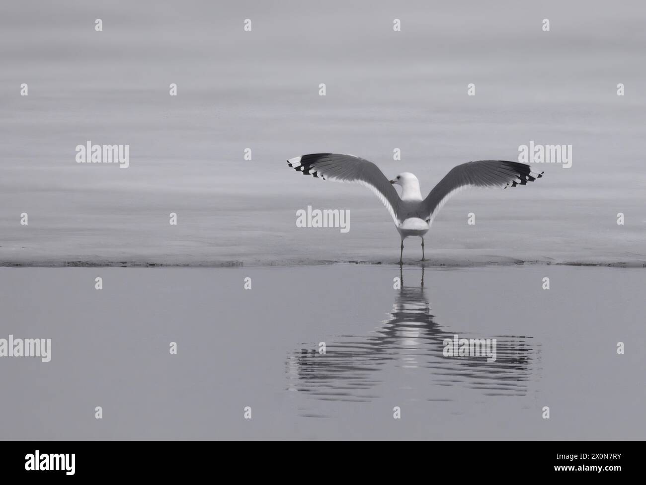 Uccello con grandi ali. Foto Stock