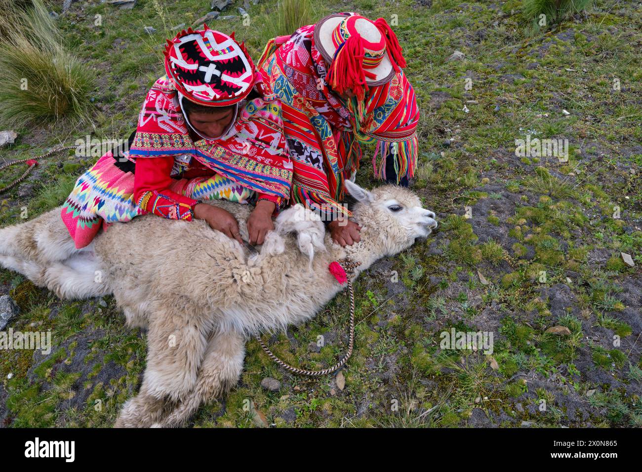 Perù, provincia di Cuzco, Valle Sacra degli Incas, comunità quechua delle Ande, tosatura di un alpaca Foto Stock