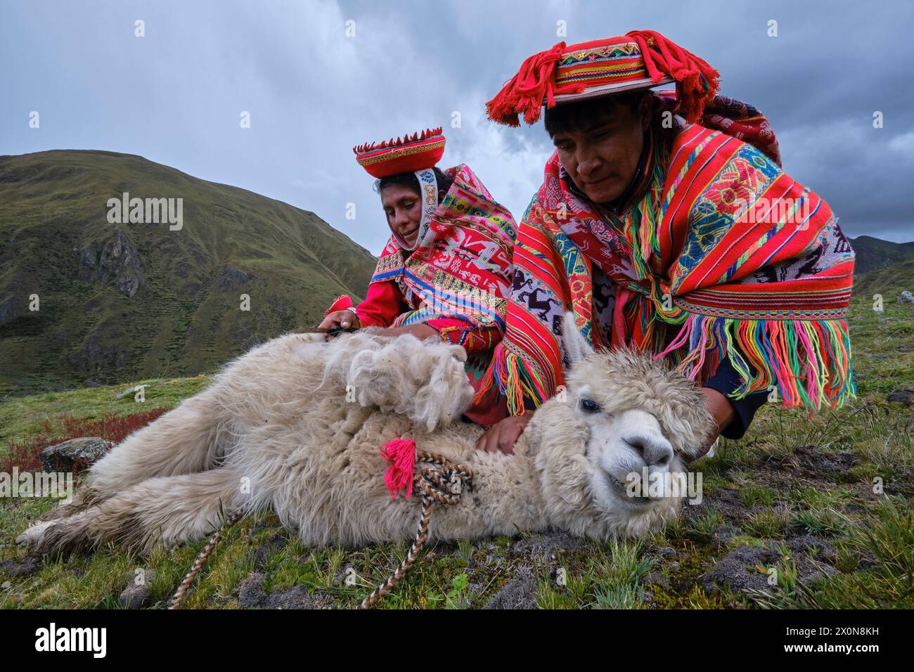 Perù, provincia di Cuzco, Valle Sacra degli Incas, comunità quechua delle Ande, tosatura di un alpaca Foto Stock