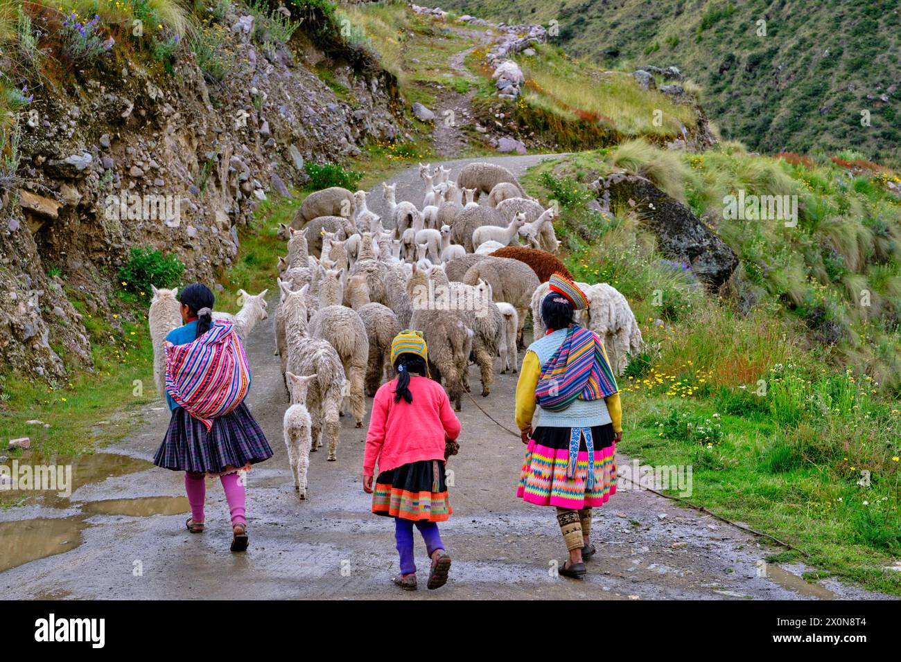 Perù, provincia di Cuzco, Valle Sacra degli Incas, allevamento di alpaca e lama Foto Stock