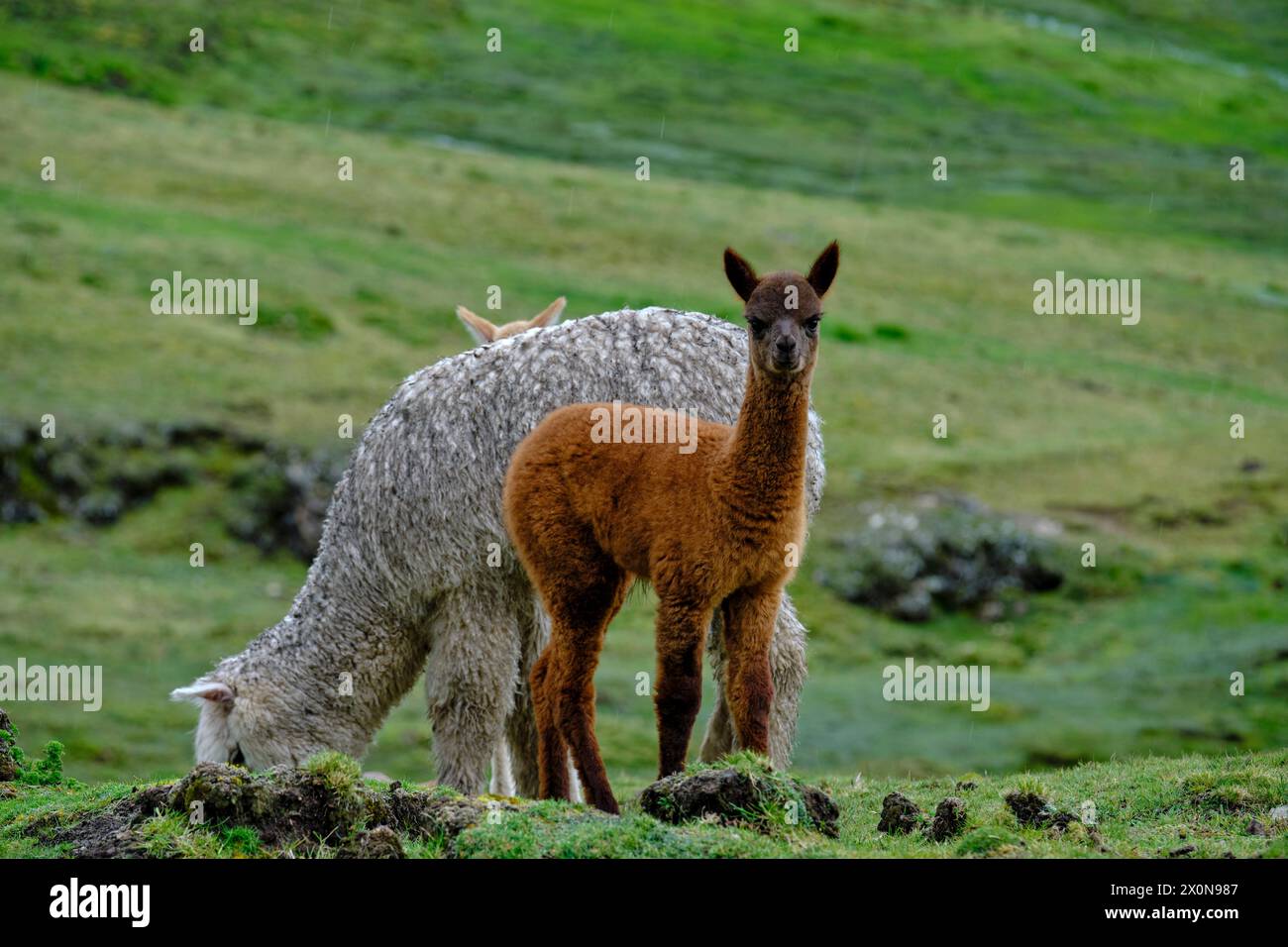 Perù, provincia di Cuzco, Valle Sacra degli Incas, allevamento di alpaca e lama Foto Stock