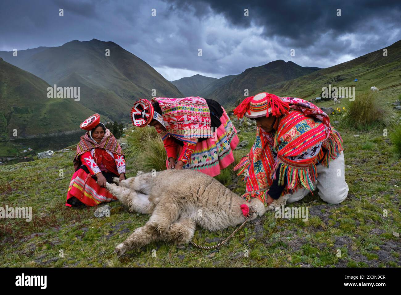 Perù, provincia di Cuzco, Valle Sacra degli Incas, comunità quechua delle Ande, tosatura di un alpaca Foto Stock