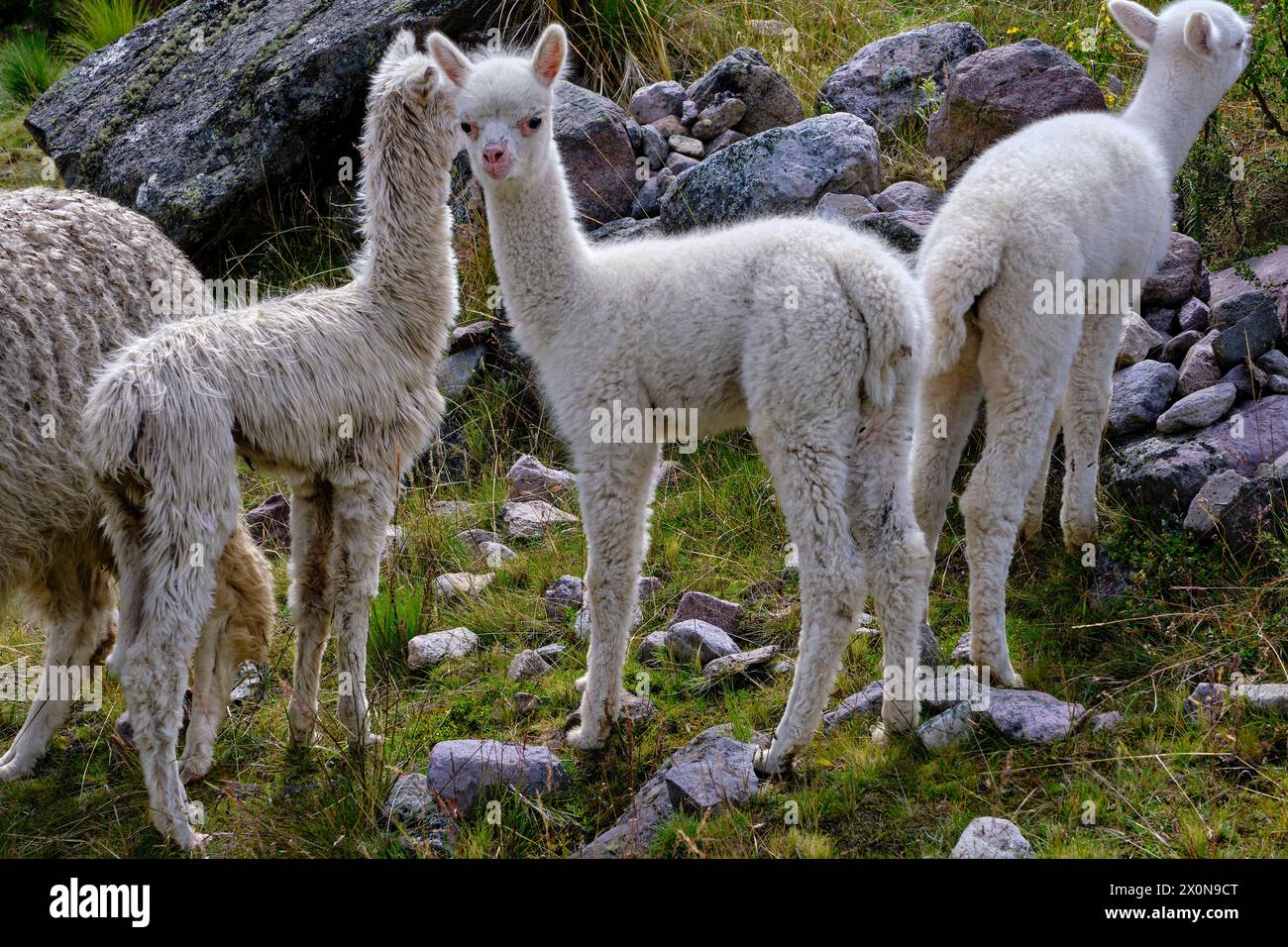 Perù, provincia di Cuzco, Valle Sacra degli Incas, allevamento di alpaca e lama Foto Stock