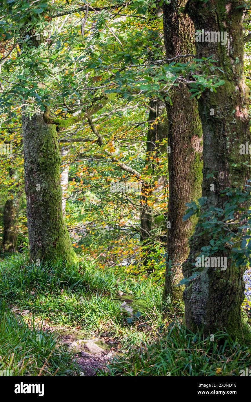 Foresta di latifoglie impenetrabile nel Parco nazionale di Eryri in Galles in un giorno di sole inizio autunno Foto Stock