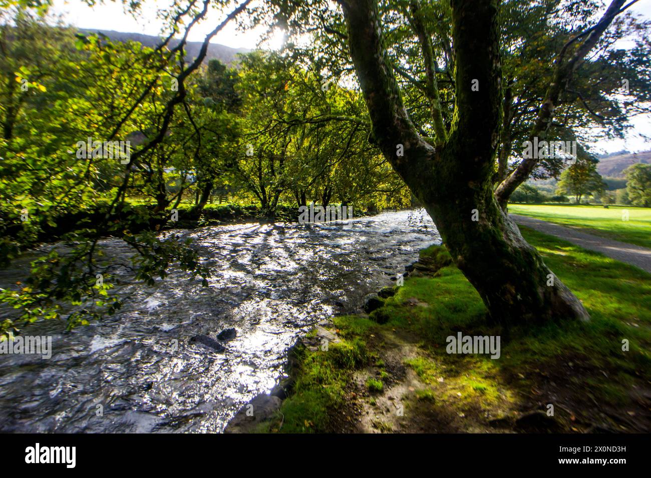 Grandi querce gallesi che crescono sulle rive del fiume Glaslyn appena fuori dal villaggio di Beddgelert nel Parco Nazionale di Eryri, Galles Foto Stock