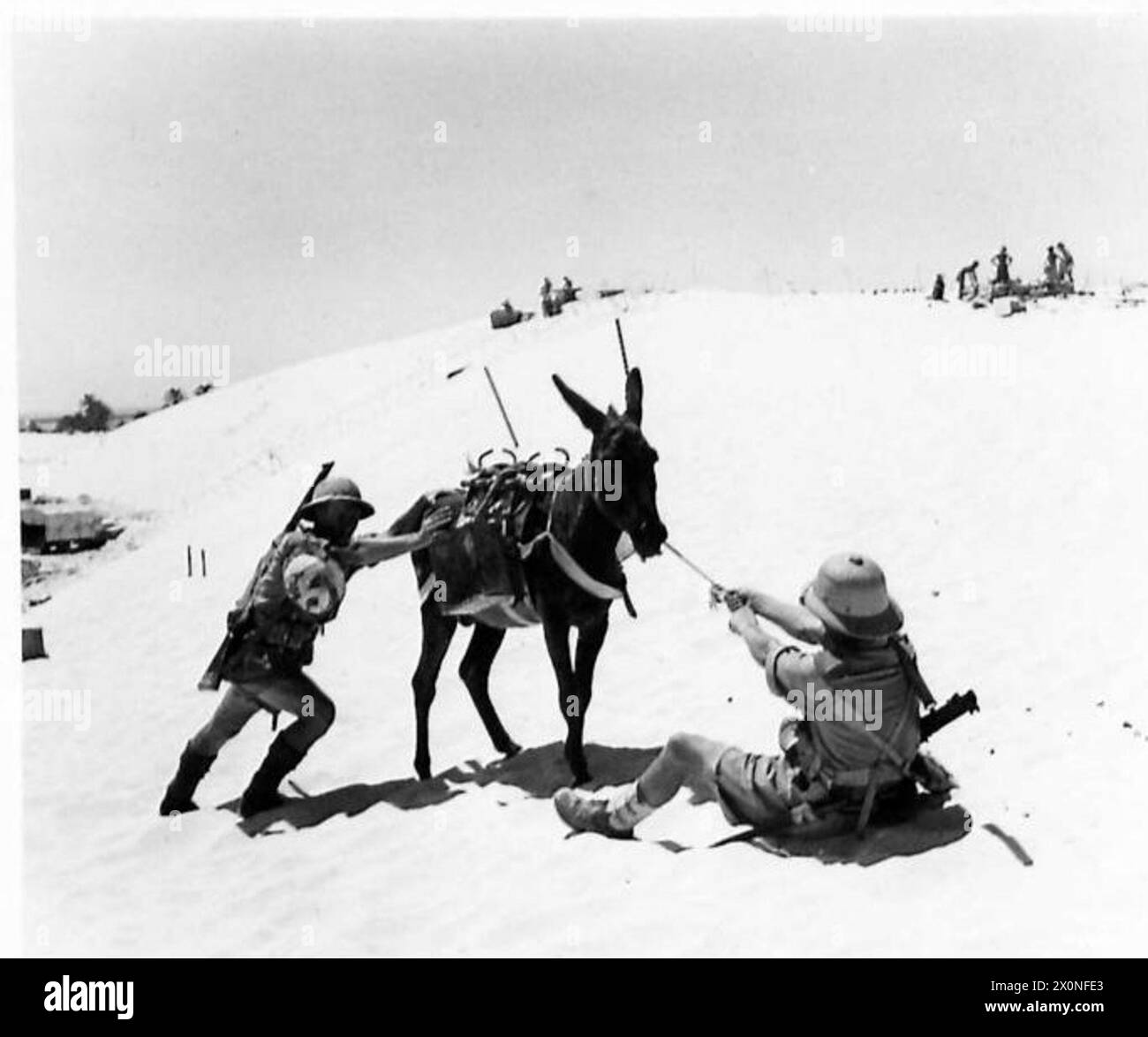 Le truppe della 1st South African Infantry Division tentano di spostare un asino usato per trasportare acqua e rifornimenti durante una pattuglia nel deserto. Foto Stock