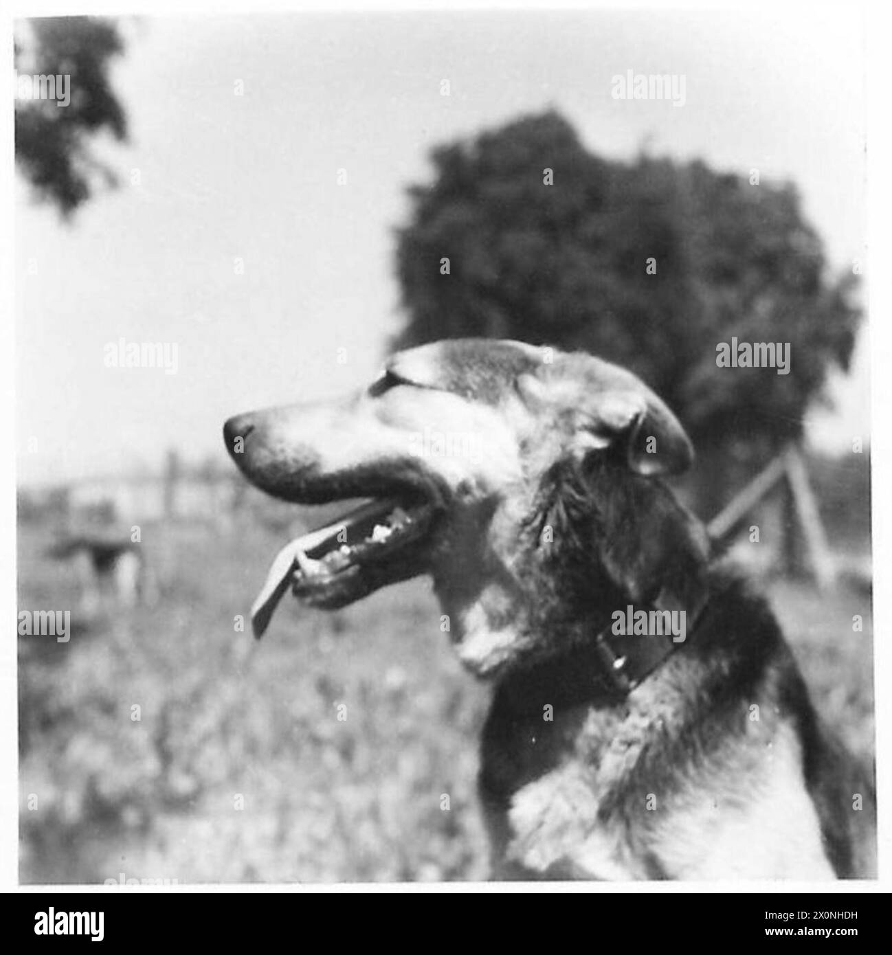 Un Doberman, parte della sezione dei cani della polizia tedesca, fotografato per i rapporti degli osservatori dal capitano Allum dei 5 corpi dell'esercito britannico. L'immagine documenta l'uso e l'addestramento dei cani della polizia militare. Foto Stock