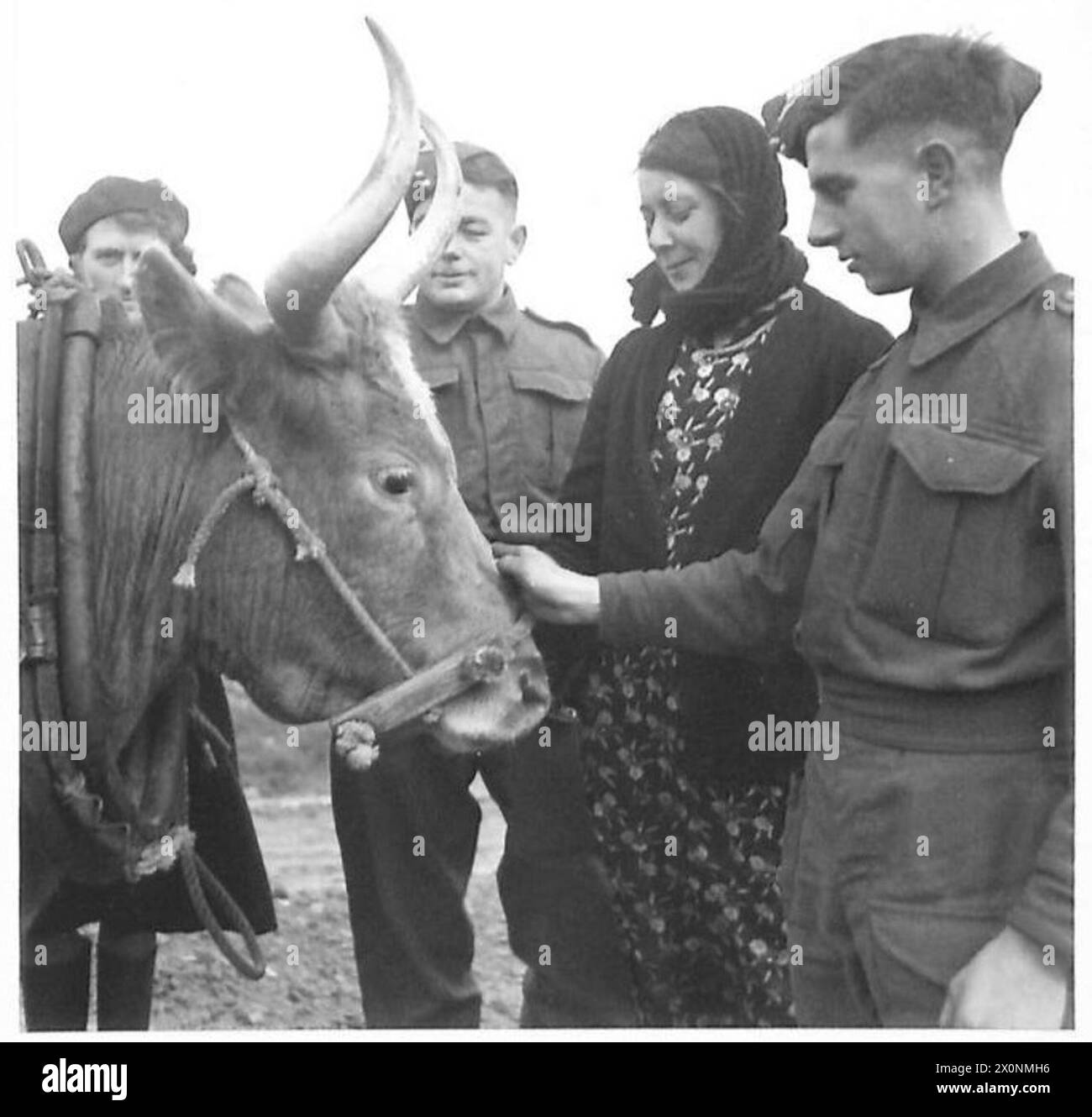 I pistoleri interagiscono con un bue chiamato "Mahnus" utilizzato al posto dei cavalli per il lavoro agricolo, mettendo in evidenza la vita quotidiana e la manipolazione degli animali su un'isola remota. Foto Stock