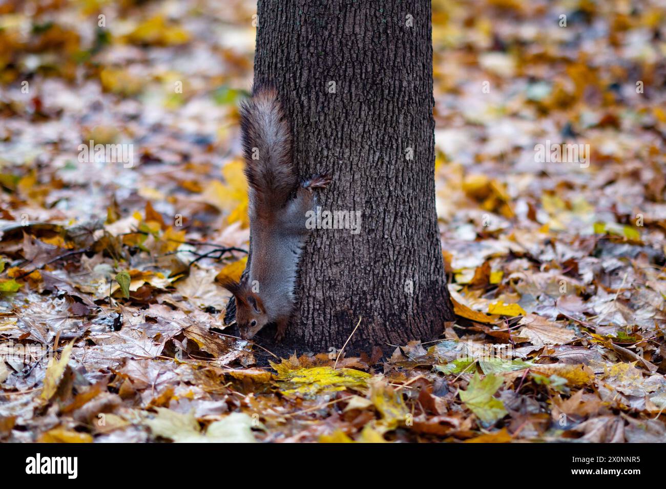 Scoiattolo rosso nella foresta autunnale nel suo habitat naturale . Ritratto di uno scoiattolo in primo piano. La foresta è piena di colori caldi e ricchi. Foto Stock