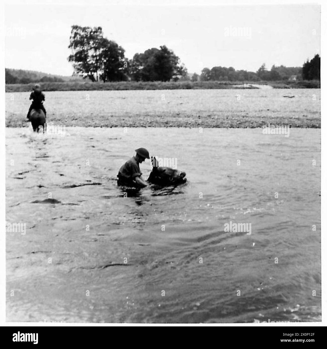 I membri della batteria di montagna della Royal Artillery addestrano muli per attraversare un fiume in preparazione alle operazioni. Negativo fotografico, British Army. Foto Stock