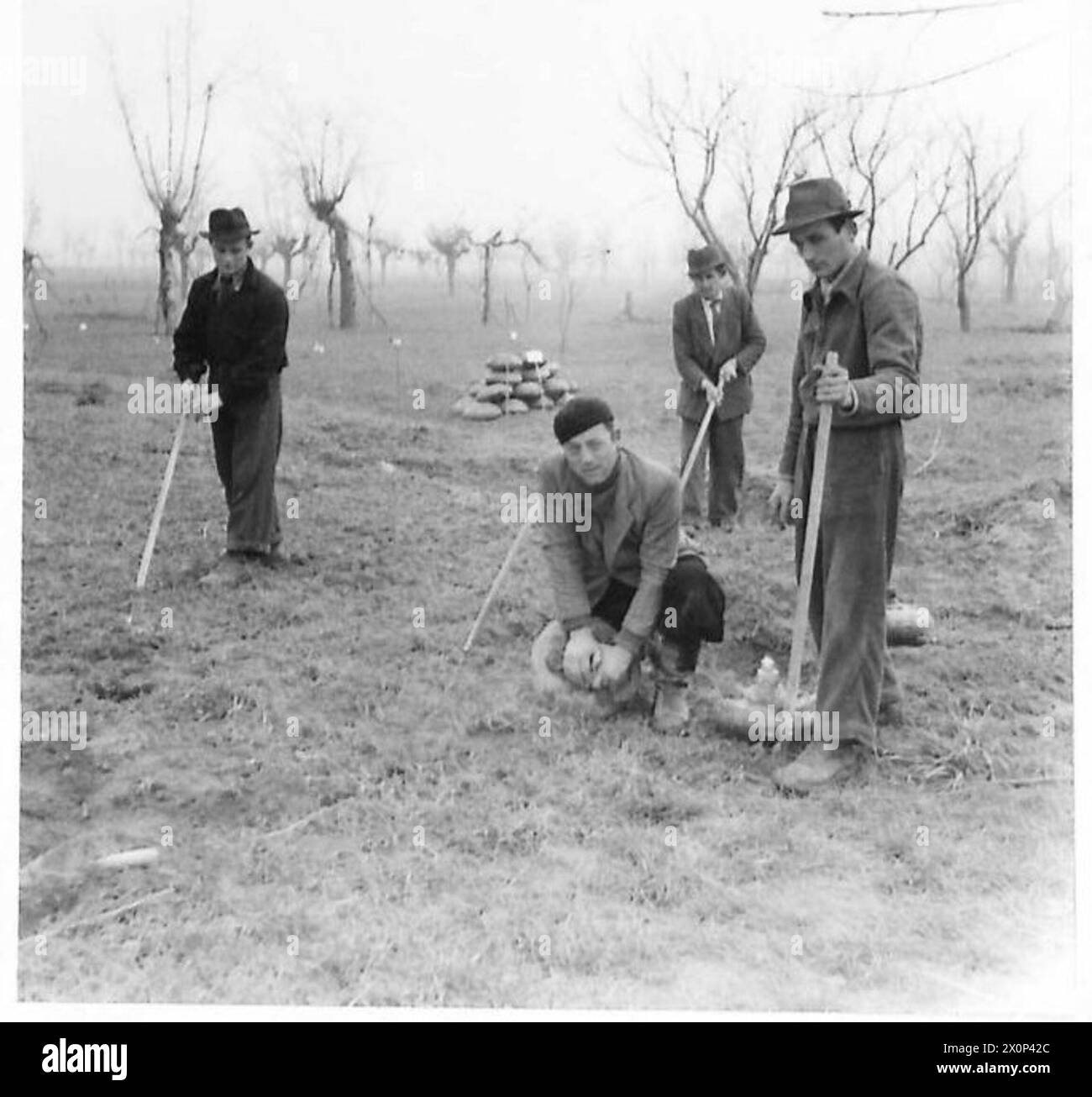 L'ESERCITO BRITANNICO IN NORD AFRICA, SICILIA, ITALIA, BALCANI E AUSTRIA 1942-1946 - gli ingegneri italiani stanno facendo un lavoro utile per sollevare mine nemiche che sono state rilevate e decollate dagli ingegneri dell'VIII Esercito lungo la Route 9. Negativo fotografico, British Army Foto Stock