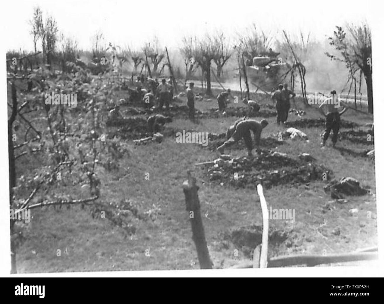Gli uomini del 25th Battalion, 5th New Zealand Brigade, scavano trincee in un campo mentre erano tenuti in riserva durante l'attraversamento del fiume Senio dall'Ottava Armata. Foto Stock