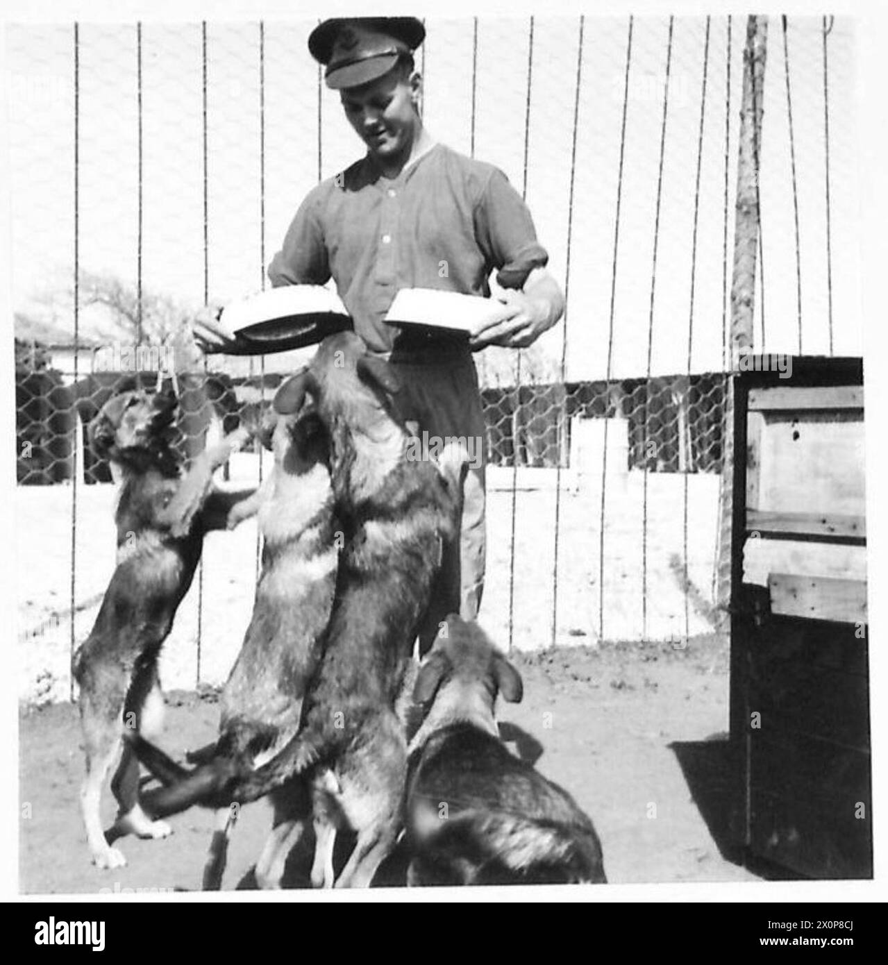 La fotografia mostra L/Cpl. F. Elliott dà da mangiare ai giovani cani della polizia in un complesso in Nord Africa. L'immagine è un negativo fotografico, associato all'esercito britannico. Foto Stock