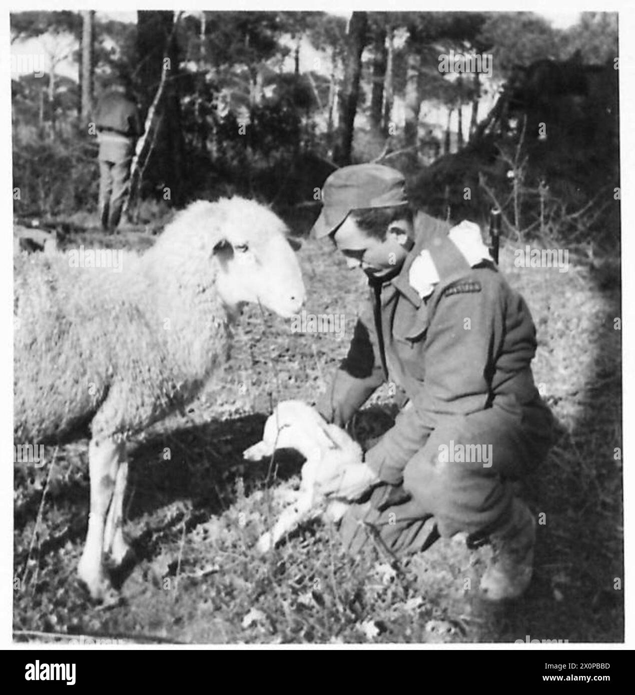 Un partigiano viene fotografato curando un agnello appena nato e sua madre, con rifornimenti aumentati durante la notte, catturato come negativo dall'esercito britannico. Foto Stock