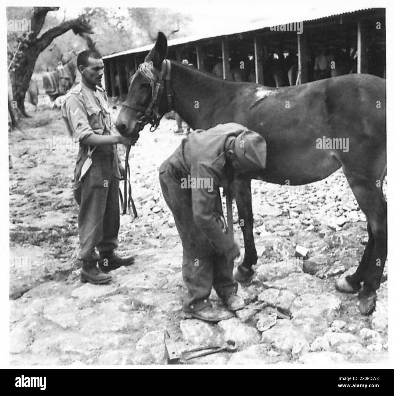 Un fabbro lavora in un campo dell'azienda di muli dell'esercito britannico, eseguendo lavori di lavorazione dei metalli e manutenzione degli utensili per supportare la logistica militare. Foto Stock