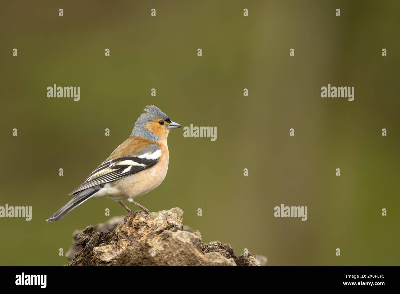 Fringuello maschio Foto Stock