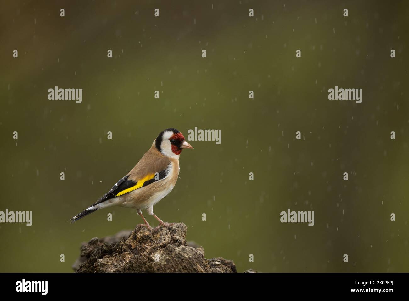 Cardellino europeo Foto Stock