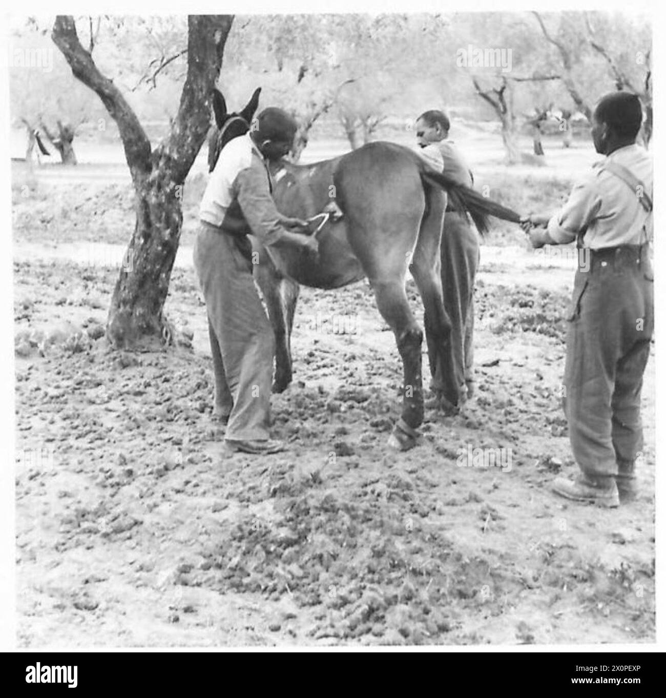Le aziende indiane di mulo confezionate vengono mostrate mentre si puliscono e si tagliano un mulo durante le operazioni. Foto Stock