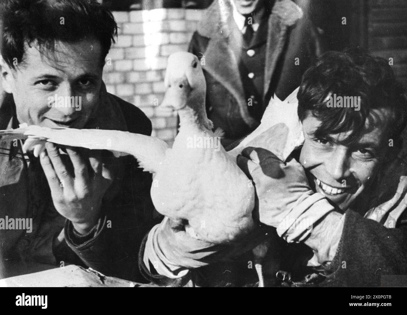 Il tenente di volo Stanisław Brzeski e l'ufficiale pilota Michał Maciejowski del No. 317 "City of Wilno" Polish Fighter Squadron posero con la loro mascotte d'anatra reggimentale alla RAF Kirton-in-Lindsey il 13 aprile 1943. Foto Stock