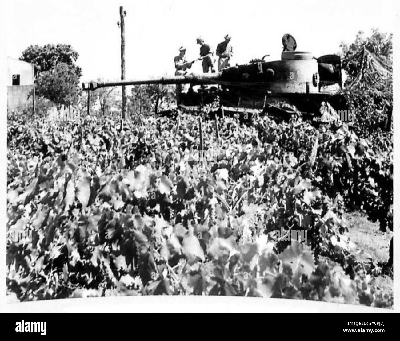 L'OTTAVO ESERCITO AVANZAVA NEL MT. ZONA DELL'ETNA - Una Tiger Tank tedesca. Vi trovato abbandonato e fatto saltare in aria dalle nostre truppe in avanzata - 152 Bde. 51 Div. - Questi carri sono l'ultima "arma segreta" tedesca e sono dotati di un cannone da 88 mm sulla torretta, e pesano 72 tonnellate. L'ampiezza di questo carro armato è tale, che sulle strade di barrow in Sicilia il suo uso è stato limitato. Foto scattate vicino a Pisano. Negativo fotografico, British Army Foto Stock