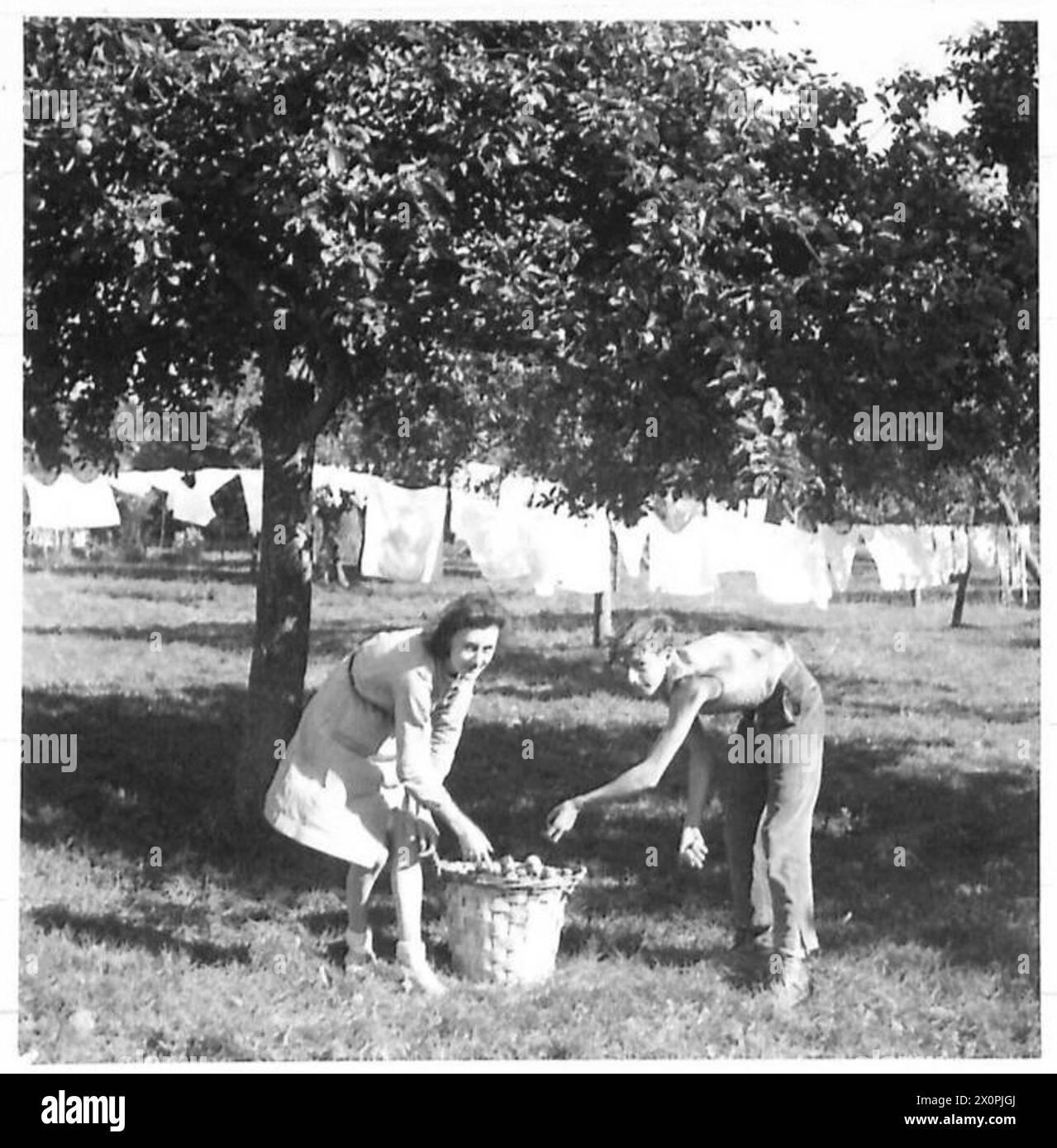 Le mani di fattoria in Bretagna raccolgono mele anticaduta per la produzione di sidro continuando le operazioni agricole, osservate dall'esercito britannico del 21st Army Group. Foto Stock