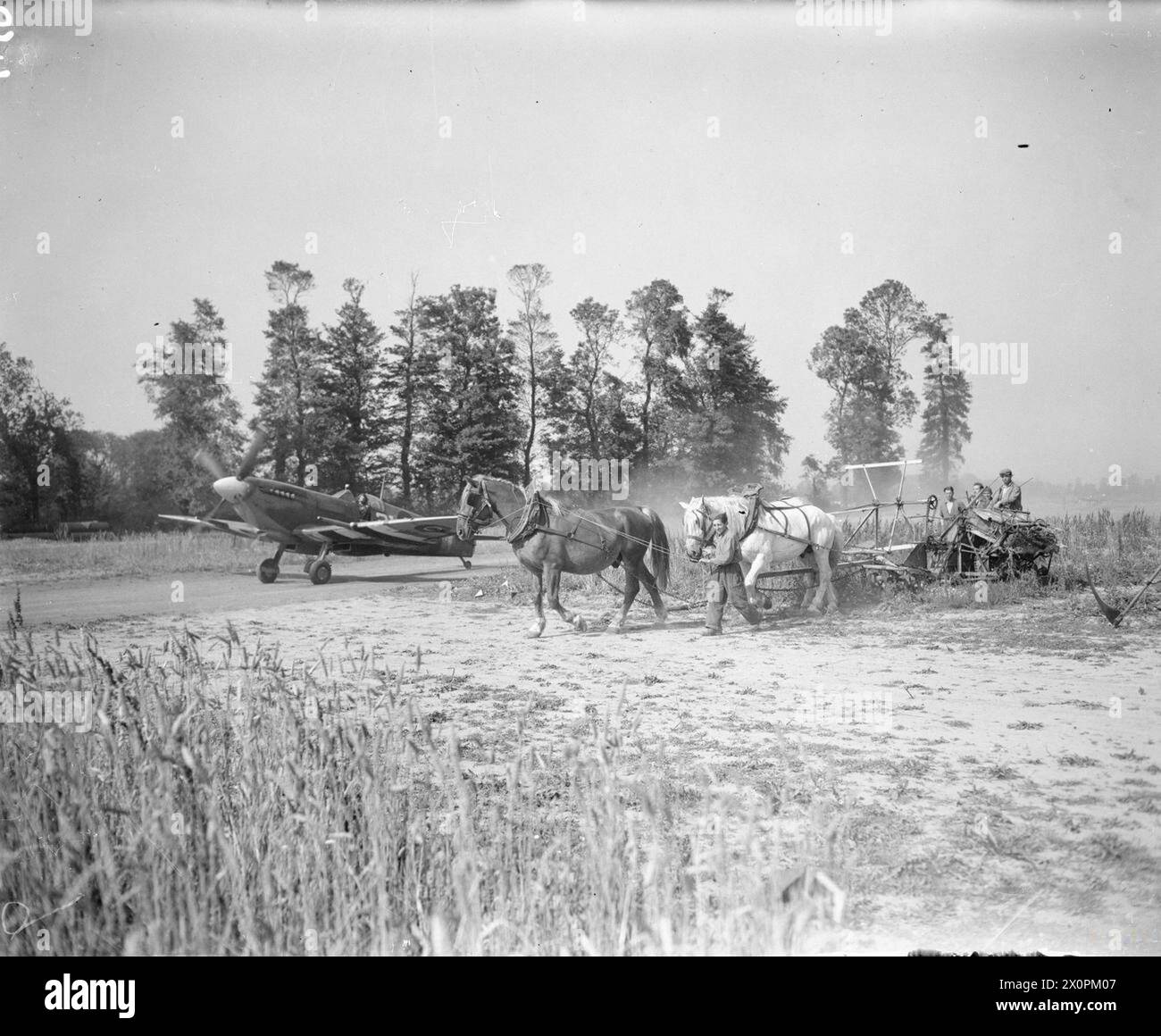 ROYAL AIR FORCE: 2ND TACTICAL AIR FORCE, 1943-1945. - Un sottomarino Spitfire Mark IX del No. 443 Squadron RCAF da disperdere lungo la pista perimetrale di B2/Bazenville, Normandia, lungo un campo di mais dove gli agricoltori francesi si radunano nel grano con un mietitore trainato da cavalli e legante, 1o agosto 1944 Royal Canadian Air Force, 433 Squadron, Royal Air Force, unità di manutenzione, 201 Foto Stock