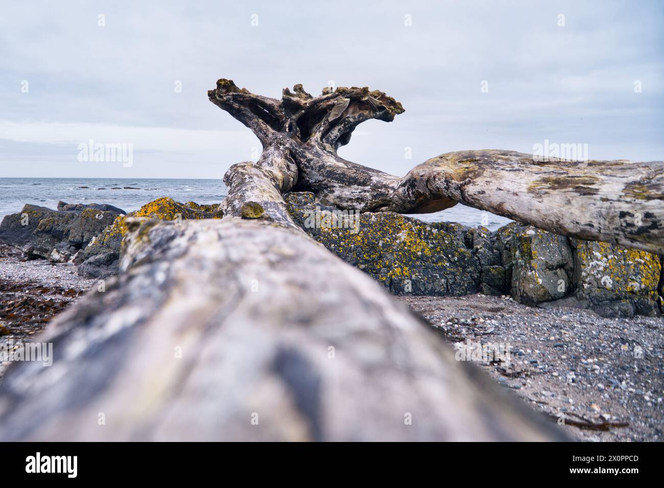Driftwood sulla spiaggia del Culzean Castle, Ayrshire, Scozia Foto Stock