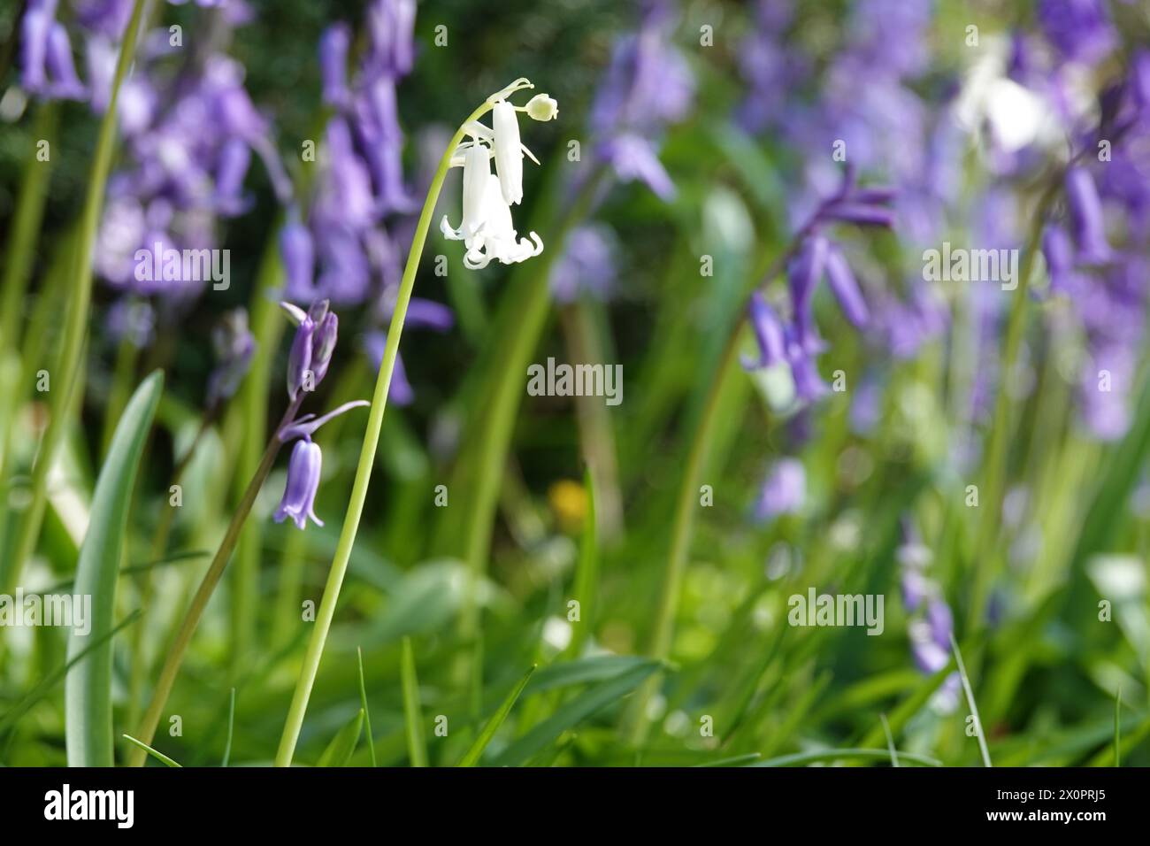 Primavera Regno Unito, bianco inglese Bluebell (paesaggio) Foto Stock