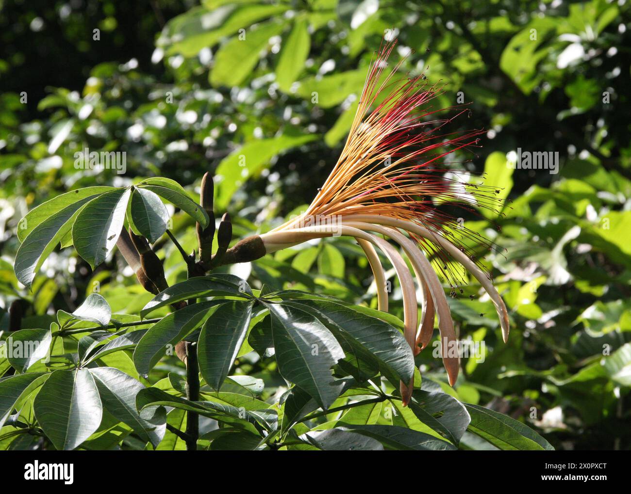 Castagno Malabar, Pachira aquatica, Malvaceae. Tortuguero, Costa Rica, America centrale. Foto Stock