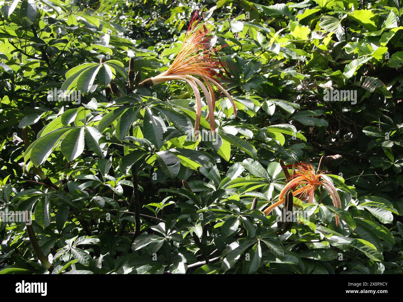 Castagno Malabar, Pachira aquatica, Malvaceae. Tortuguero, Costa Rica, America centrale. Foto Stock