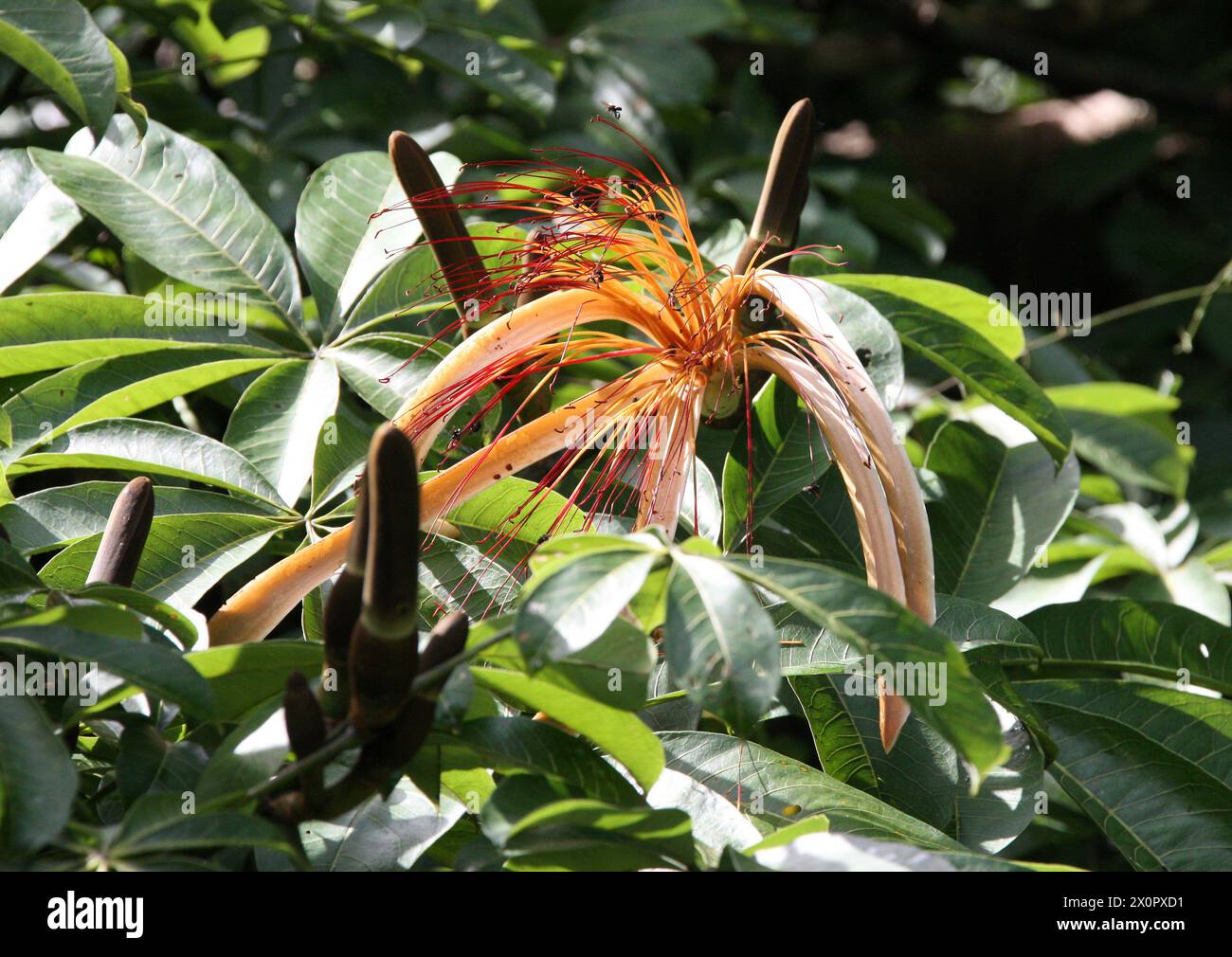 Castagno Malabar, Pachira aquatica, Malvaceae. Tortuguero, Costa Rica, America centrale. Foto Stock