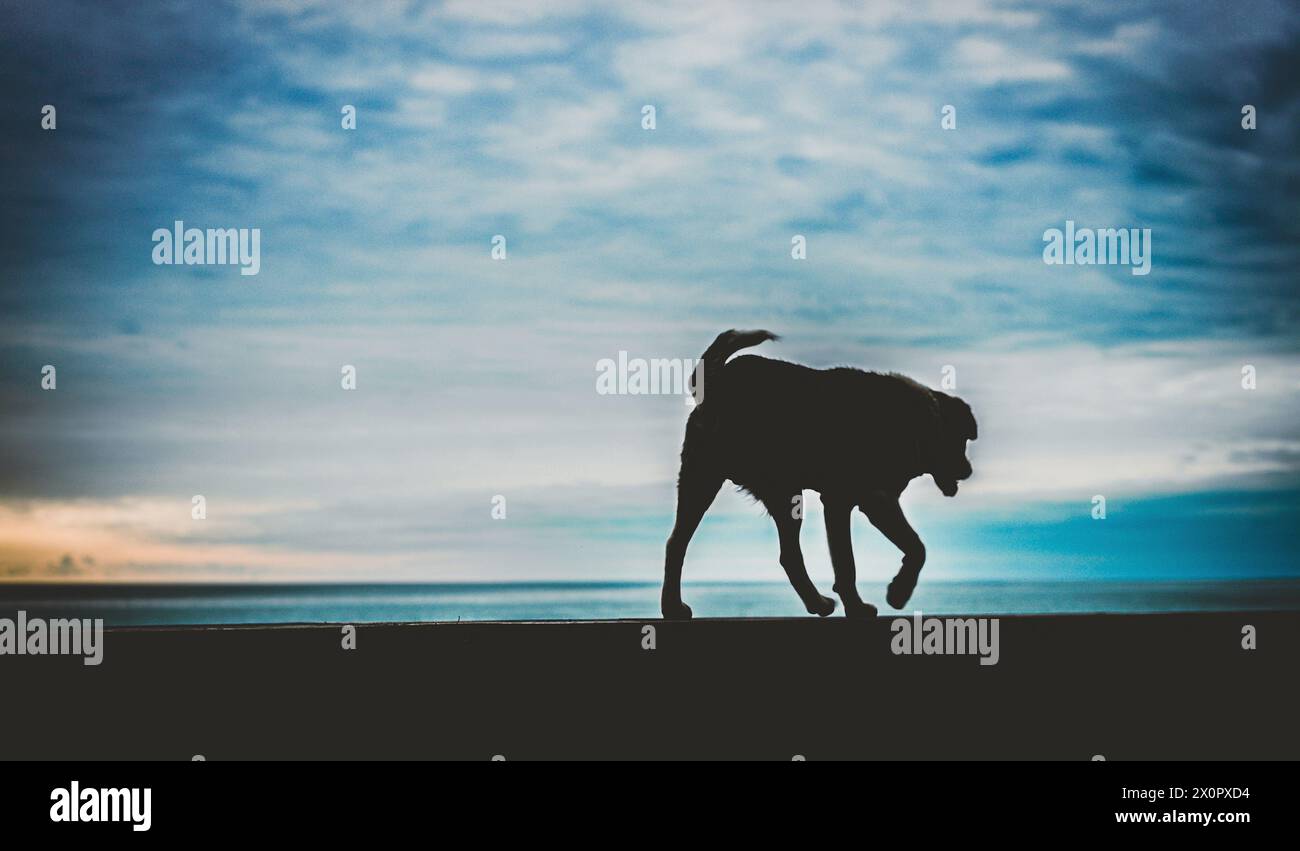 randagio cane senzatetto sull'argine Foto Stock