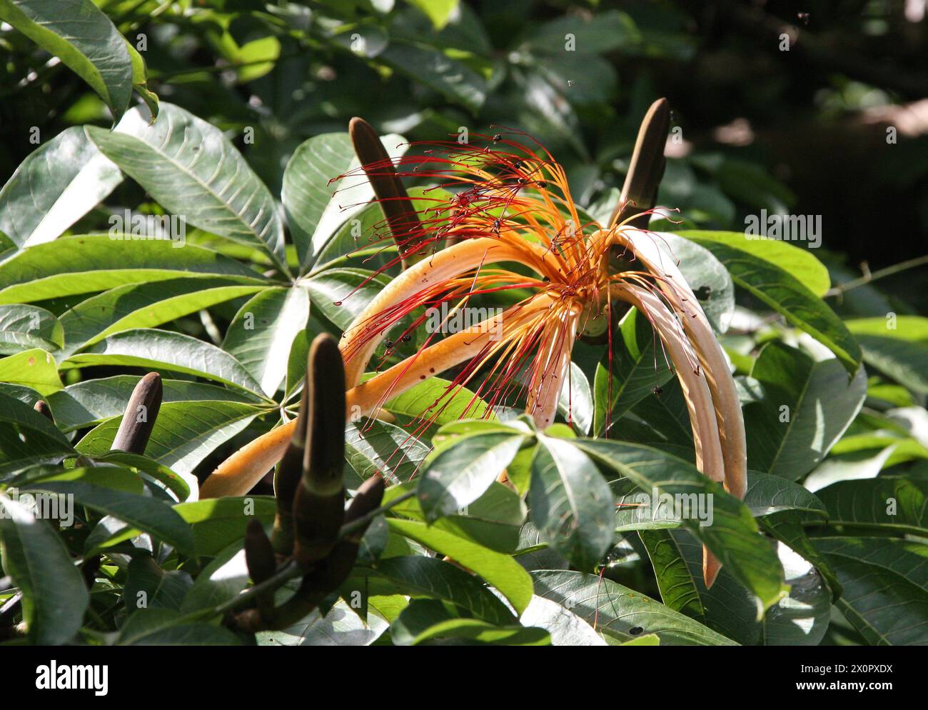 Castagno Malabar, Pachira aquatica, Malvaceae. Tortuguero, Costa Rica, America centrale. Foto Stock