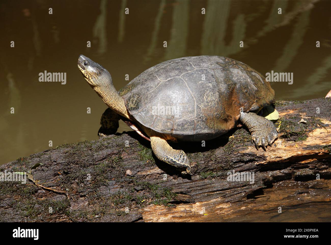 Black River Turtle o Black Wood Turtle, Rhinoclemmys funerea, Geoemydidae. Tortuguero, Costa Rica. Foto Stock