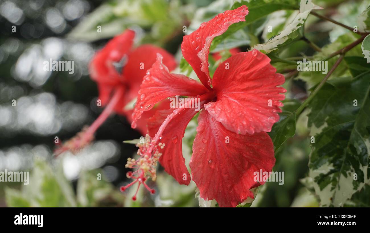I fiori rossi nel giardino sono chiamati kembang sepatu, Mock Azalea, giglio, Adenium Obesum, Desert Rose o Bignonia. Foto Stock
