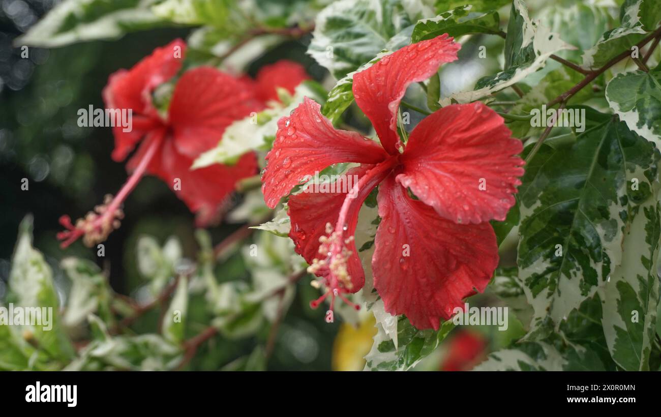 I fiori rossi nel giardino sono chiamati kembang sepatu, Mock Azalea, giglio, Adenium Obesum, Desert Rose o Bignonia. Foto Stock